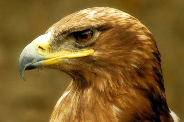 Cool Eagle Wallpapers - Top Free Cool Eagle Backgrounds - WallpaperAccess