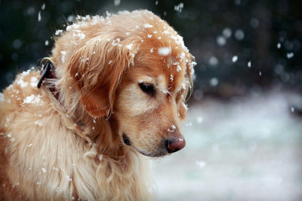 Winter Dog Wallpaper