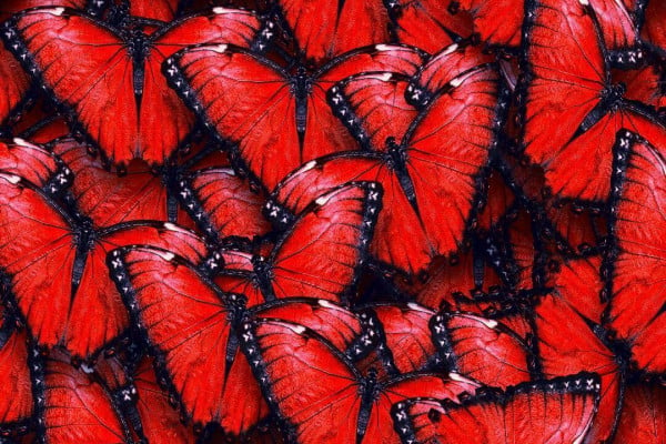 Cool Butterfly Wallpapers Top Free Cool Butterfly Backgrounds Wallpaperaccess
