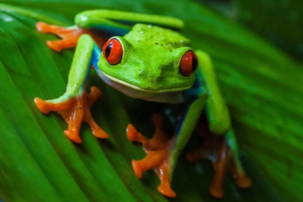 Baby Frog Wallpapers - Top Free Baby Frog Backgrounds - WallpaperAccess