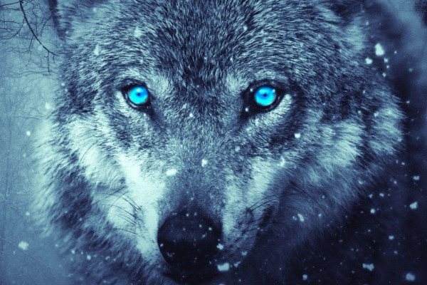 Blue Fire Wolf Wallpapers - Top Free Blue Fire Wolf Backgrounds
