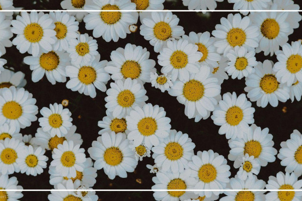 Featured image of post Aesthetic Daisy Wallpaper Black