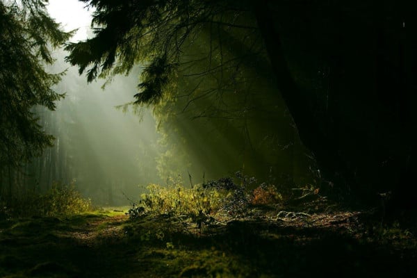 Foggy Forest Wallpapers - Top Free Foggy Forest Backgrounds ...