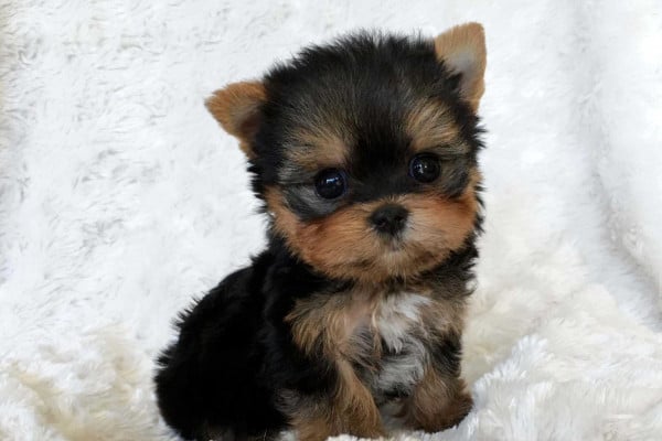 Cute Yorkie Wallpapers - Top Free Cute Yorkie Backgrounds - WallpaperAccess