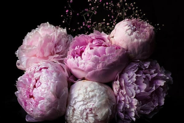 Vintage Peonies Wallpapers - Top Free Vintage Peonies Backgrounds