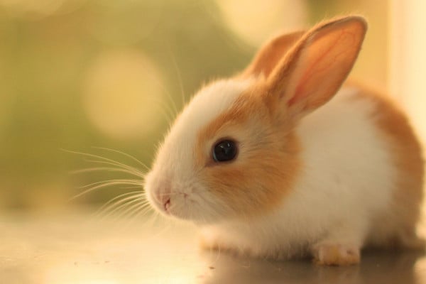 100 Cute Bunny Wallpapers  Wallpaperscom