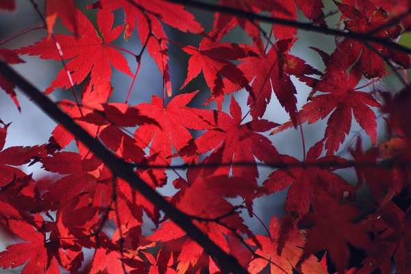 Red Leaves Wallpapers - Top Free Red Leaves Backgrounds - WallpaperAccess