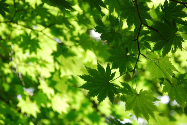 November Autumn Wallpapers - Top Free November Autumn Backgrounds ...