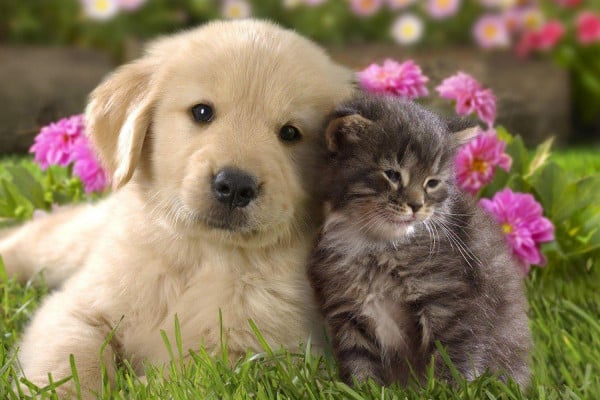 Cats and Dogs Wallpaper