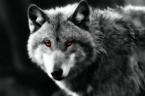 white wolf with red eyes anime