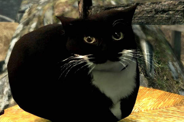 Maxwell Cat Wallpaper