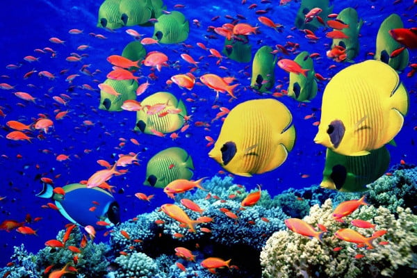 Fish Background That Move Pretty Fish 3D Fish HD wallpaper  Pxfuel