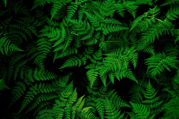 White Leaves Wallpapers - Top Free White Leaves Backgrounds