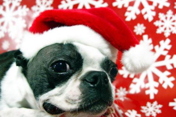 Boston Terrier Desktop Wallpapers - Top Free Boston Terrier Desktop