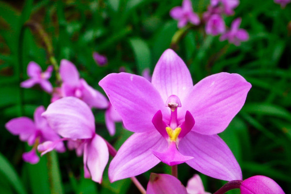 Orchid iPad Wallpaper
