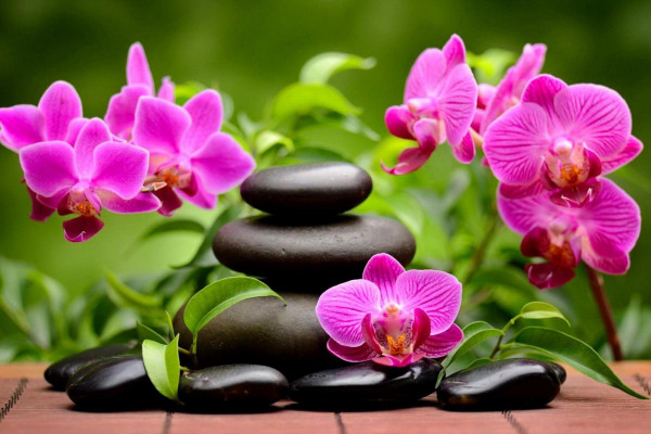 Orchid Zen Wallpapers - Top Free Orchid Zen Backgrounds - WallpaperAccess