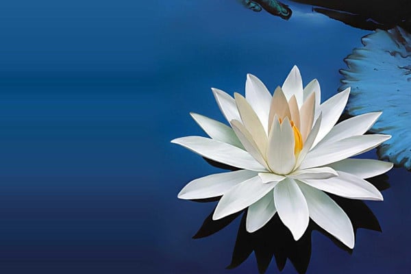 Lotus Flower Laptop Wallpapers - Top Free Lotus Flower Laptop