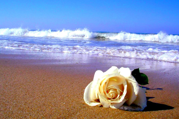 Hipster Rose Wallpapers - Top Free Hipster Rose Backgrounds ...