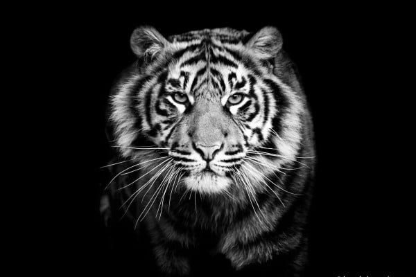 3d Black Tiger Wallpaper Image Num 33