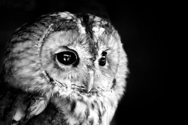 Owl Background Wallpaper iPhone Phone 4K #1550e