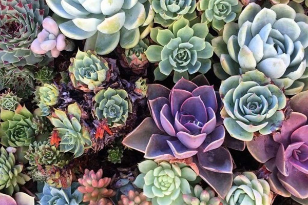 Succulent Garden Desktop Wallpapers - Top Free Succulent Garden Desktop ...