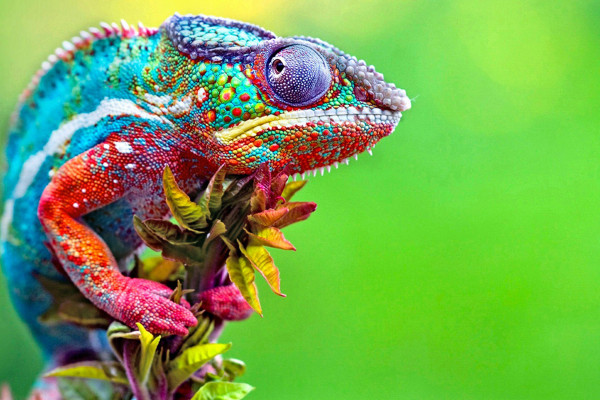 Chameleon Desktop Wallpaper