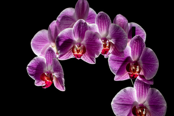 Orange Orchids Wallpapers - Top Free Orange Orchids Backgrounds