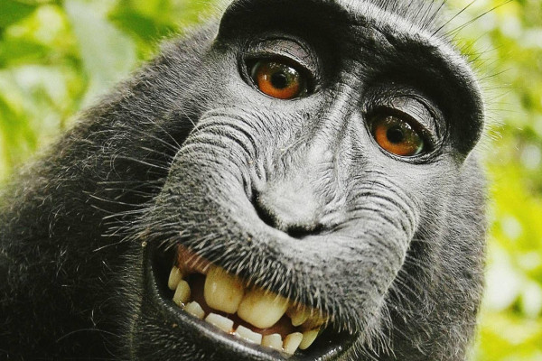 Monkey Meme Wallpaper