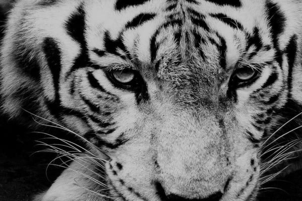 Tiger iPhone Wallpaper