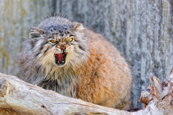 Pallas Cat Wallpaper