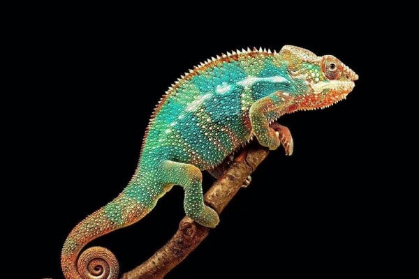 Chameleon Phone Wallpapers - Top Free Chameleon Phone Backgrounds ...