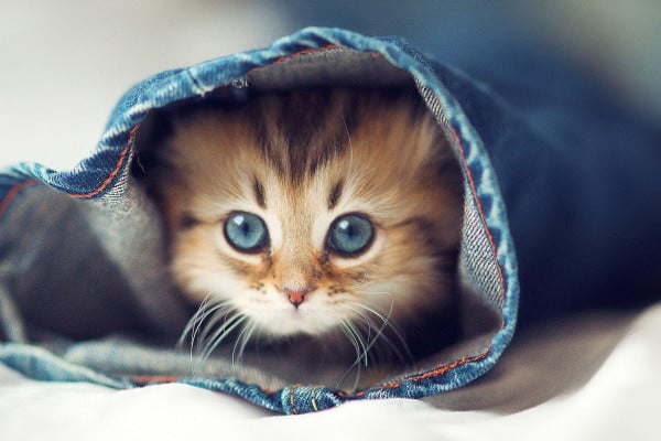 Cute Kitten Wallpapers Top Free Backgrounds